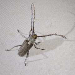 Gnaphalodes trachyderoides