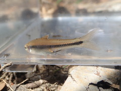 Notropis texanus