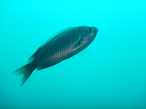 Blacksmith Chromis