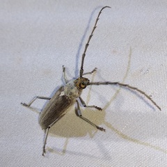 Gnaphalodes trachyderoides