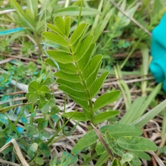 Astragalus canadensis