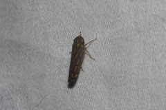 Apogonalia stalii