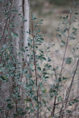 Goodia medicaginea