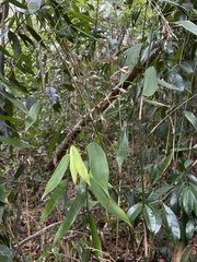Olyra latifolia