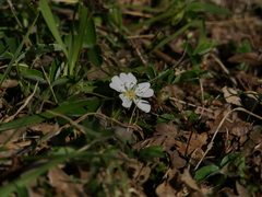 Potentilla montana