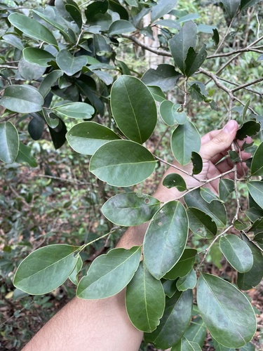 Maytenus cymosa