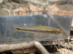 Notropis texanus
