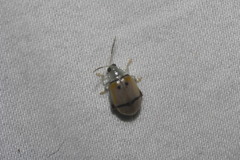 Walterianella tenuicincta