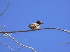 Pyrocephalus rubinus