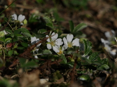 Potentilla montana