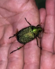 Chrysophora chrysochlora