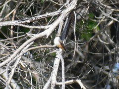 Pyrocephalus rubinus