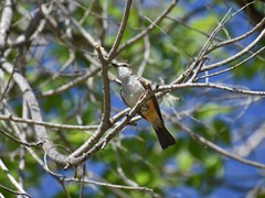 Pyrocephalus rubinus