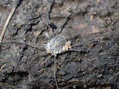Ortholasma rugosum