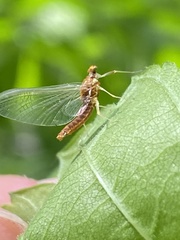 Ephemerella invaria