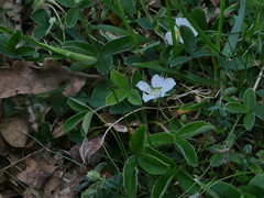 Potentilla montana
