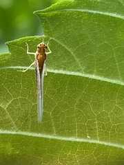 Ephemerella invaria