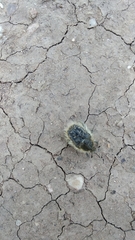 Tropinota squalida