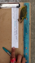 Leiothlypis ruficapilla