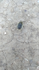 Tropinota squalida