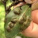 Ficus Gall Wasp - Photo (c) Hiwa, some rights reserved (CC BY-NC), uploaded by Hiwa