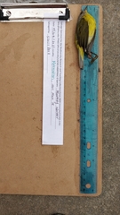 Leiothlypis ruficapilla