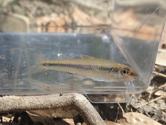 Notropis texanus