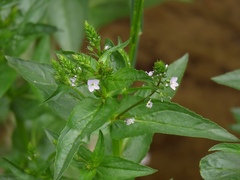 Veronica anagallis-aquatica