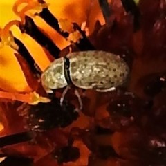 Trigonorhinus limbatus