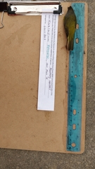 Leiothlypis ruficapilla