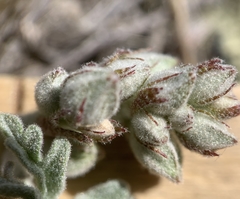 Sphaeralcea grossulariifolia