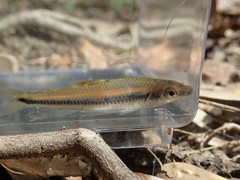 Notropis texanus