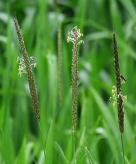 Alopecurus myosuroides