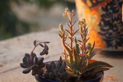 Dudleya nubigena