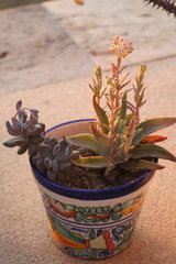 Dudleya nubigena