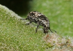 Eusphyrus