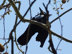 Corvus frugilegus