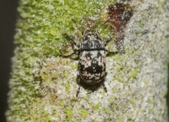 Eusphyrus
