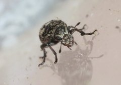 Eusphyrus