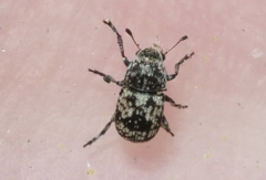 Eusphyrus