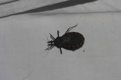 Triatoma gerstaeckeri