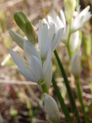 Ornithogalum concinnum
