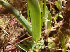 Ornithogalum concinnum