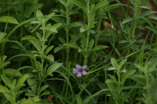 Image of Dyschoriste crenulata by no rights reserved