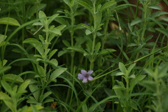 Dyschoriste crenulata