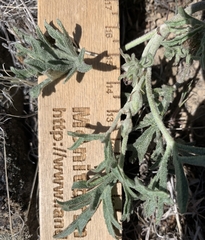 Sphaeralcea grossulariifolia
