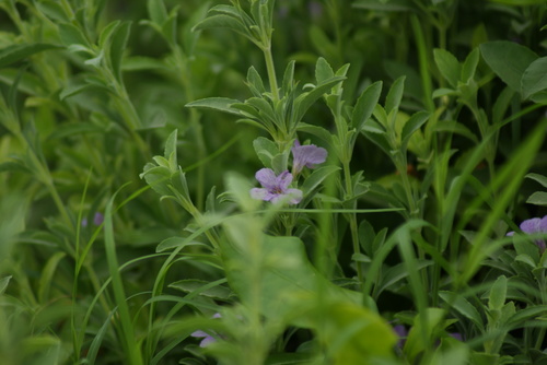 Image of Dyschoriste crenulata by no rights reserved