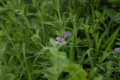 Dyschoriste crenulata