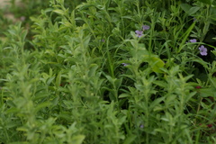 Dyschoriste crenulata