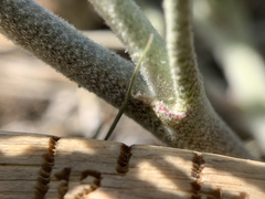 Sphaeralcea grossulariifolia